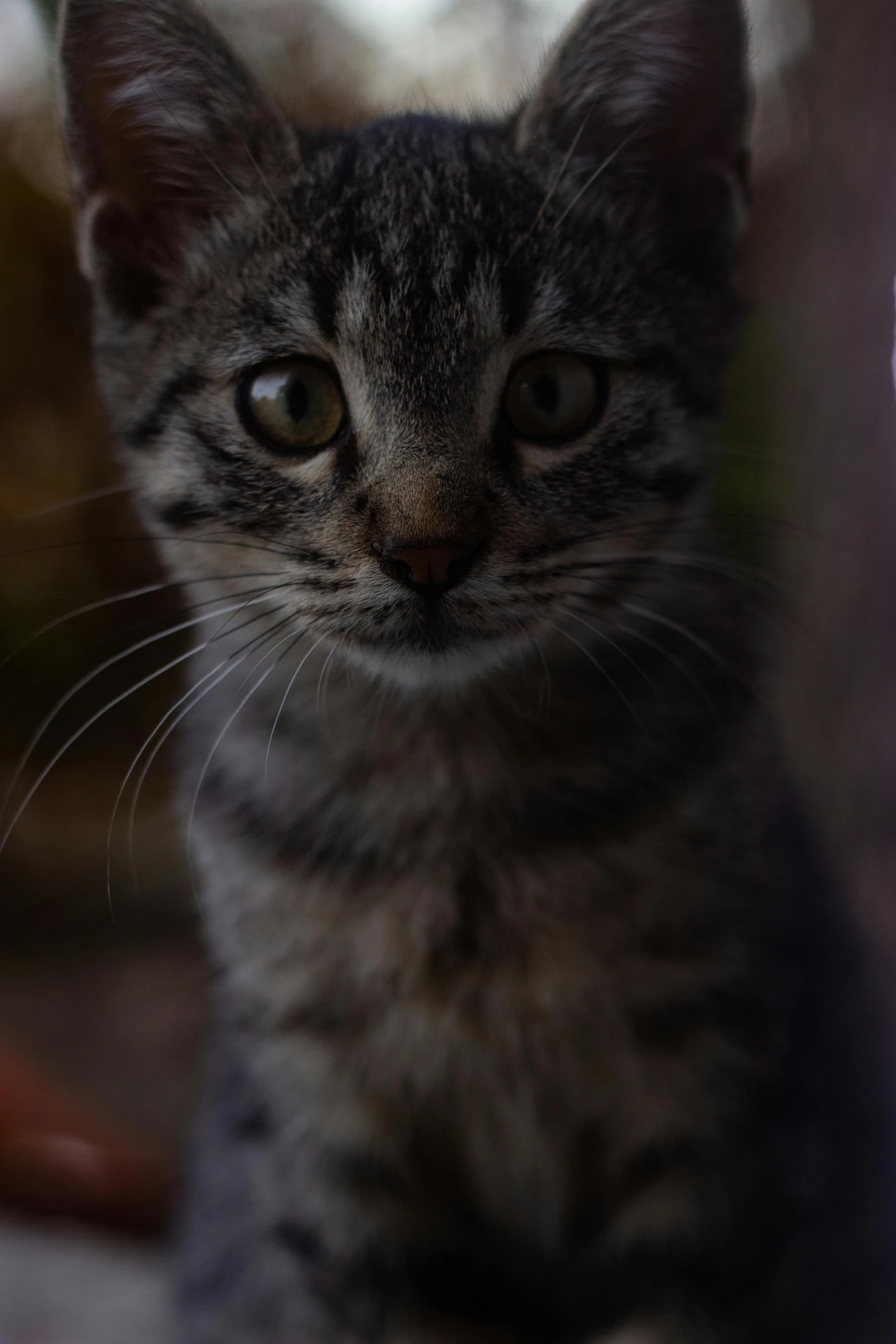 a small black and grey cat with brown eyes