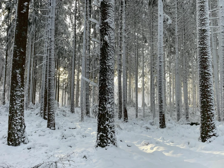 snow covered pine trees stand in the middle of a field