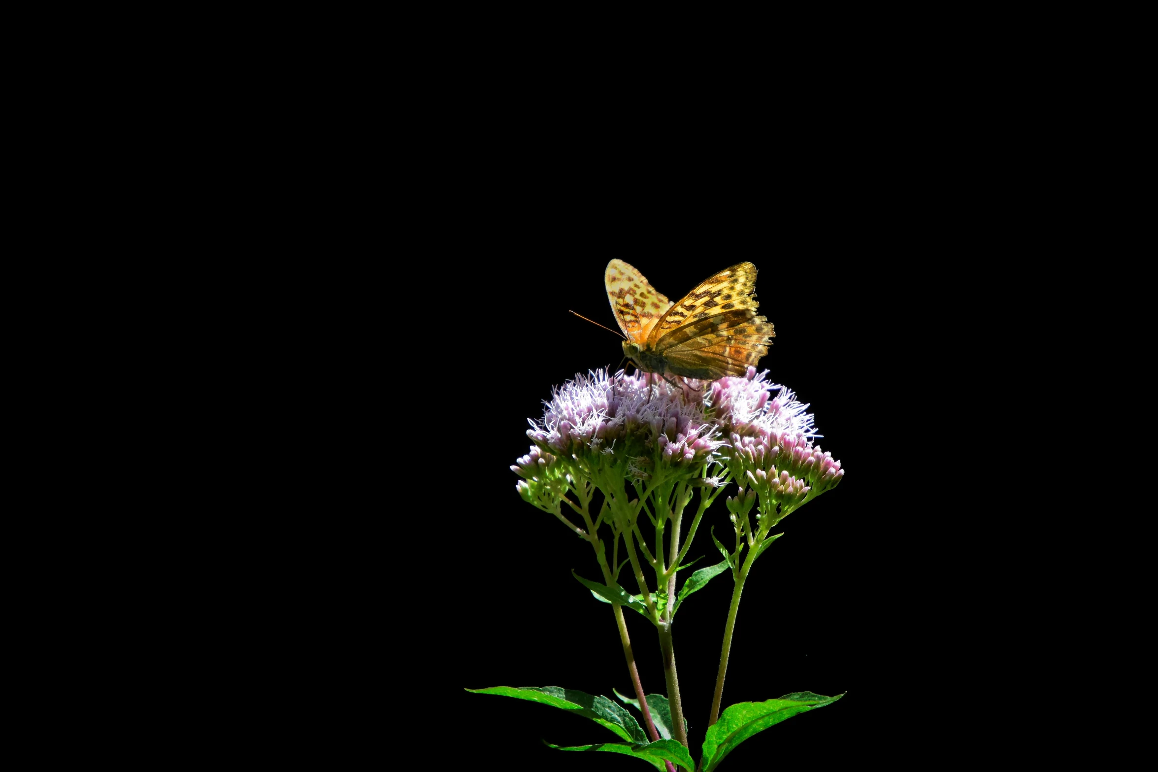 a erfly sitting on top of a purple flower