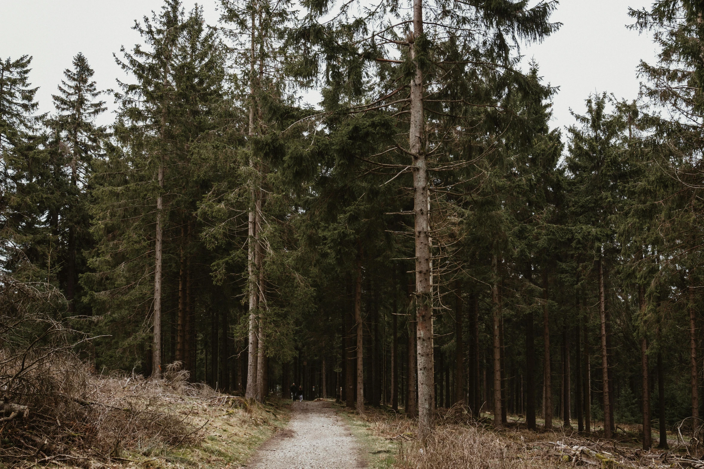 a dirt path between tall trees in the woods