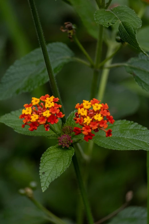 small red and yellow flower on the top of a plant