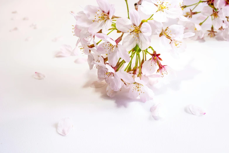 a close up view of pink flowers on a white surface