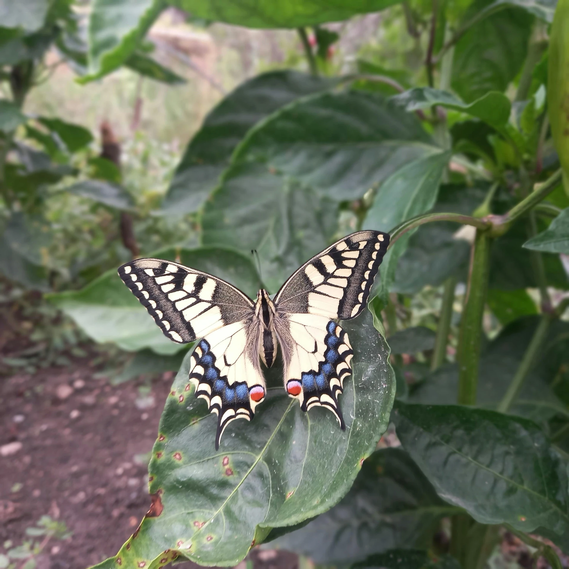 a erfly sitting on a leaf on the ground