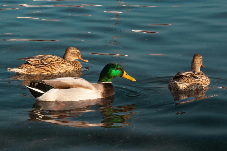 a group of three ducks are swimming in a lake