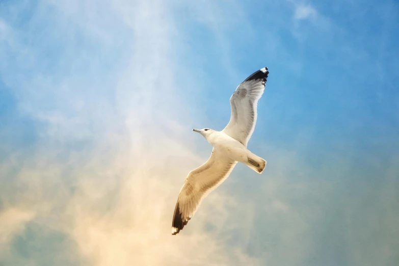 an image of seagull soaring through the sky