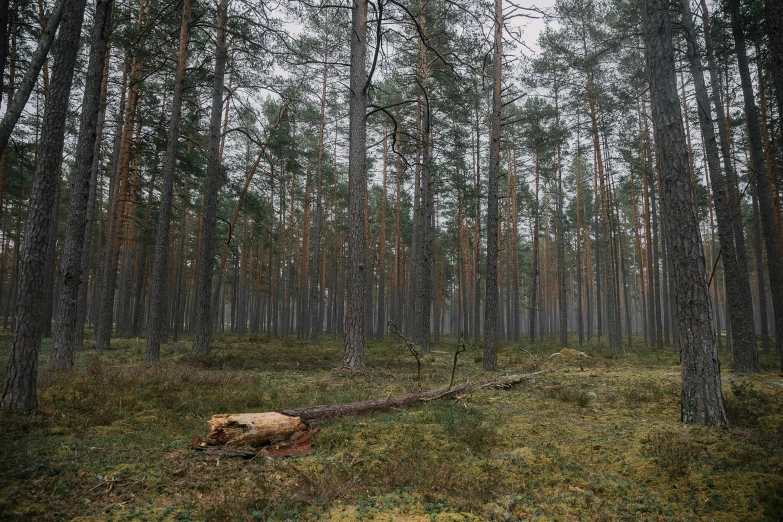 a forest with sp trees and a fallen log