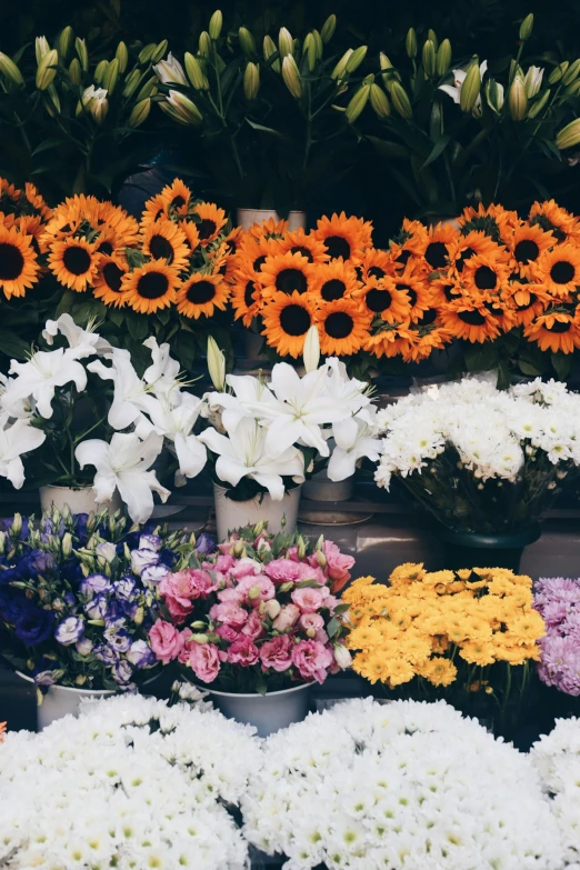 a group of colorful flowers sit in pots