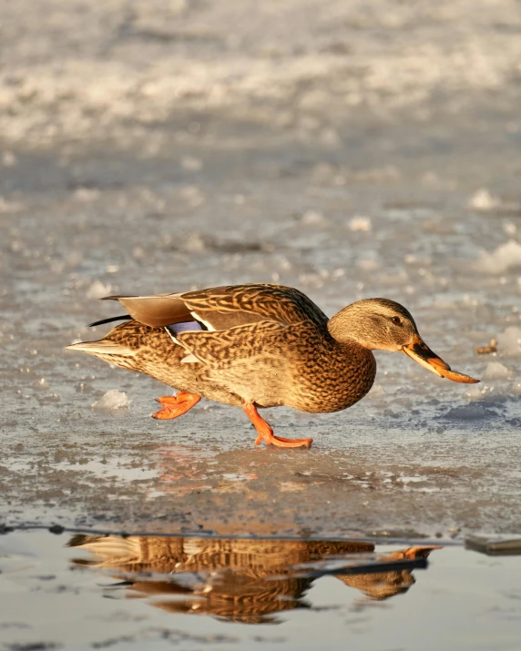 a duck on a frozen lake getting ready to go