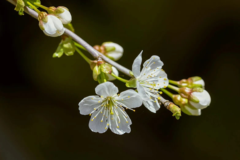 the budding of a white flower in a dark background