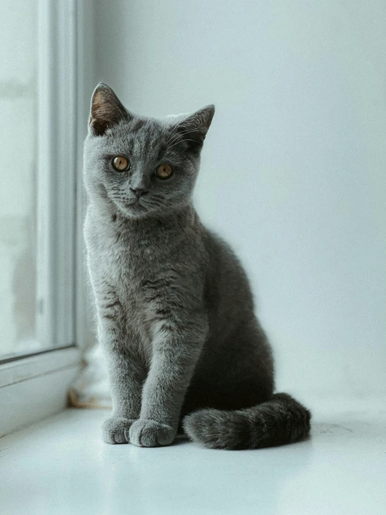 a grey cat is sitting on a window sill