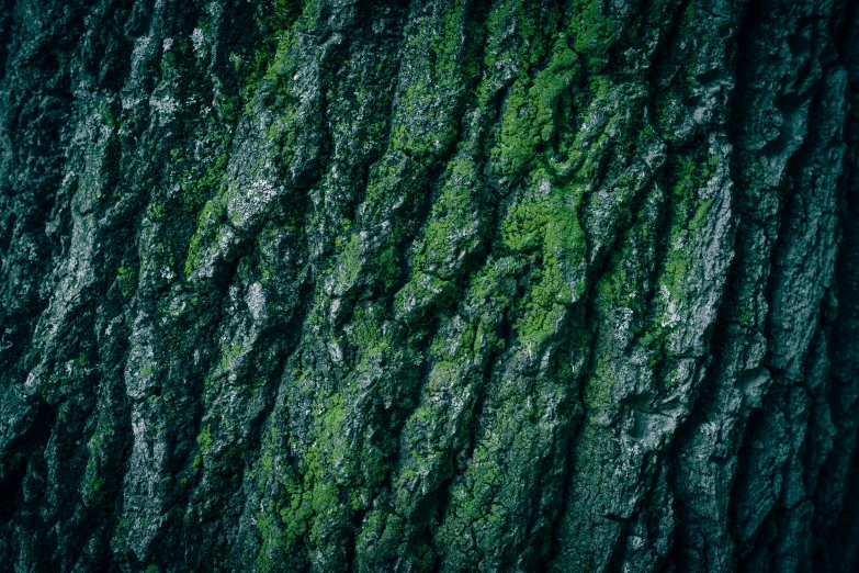 a tree trunk with green moss growing on it