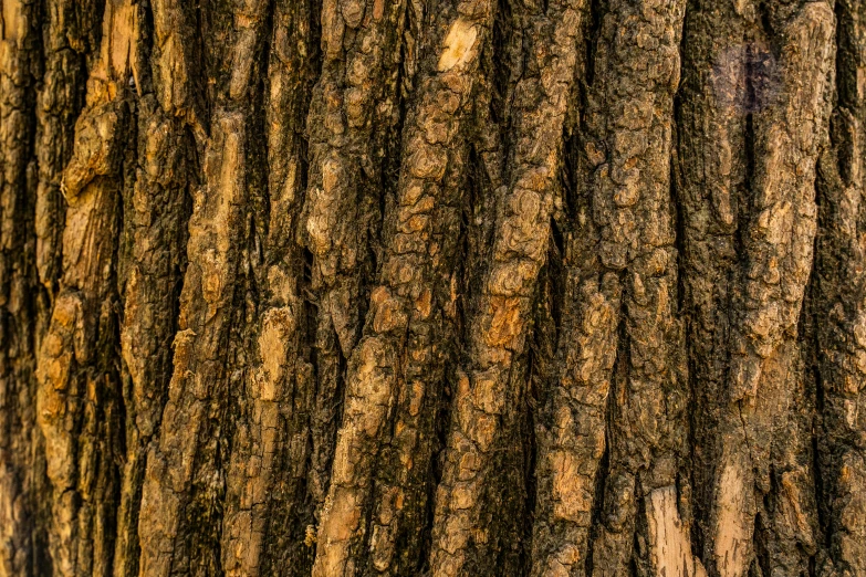 a close up po of bark on an oak tree