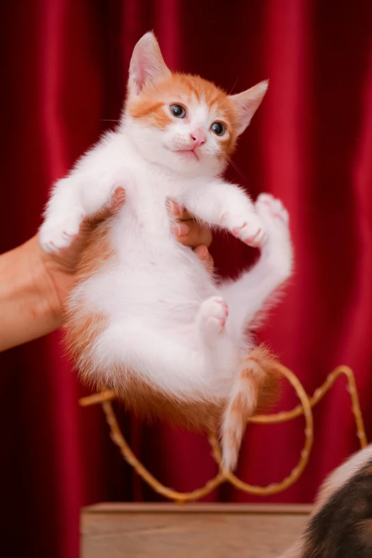 a cat standing on its back legs with its front paws crossed