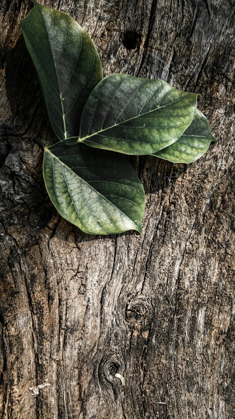 the leaf in the background is not as large as the plant itself