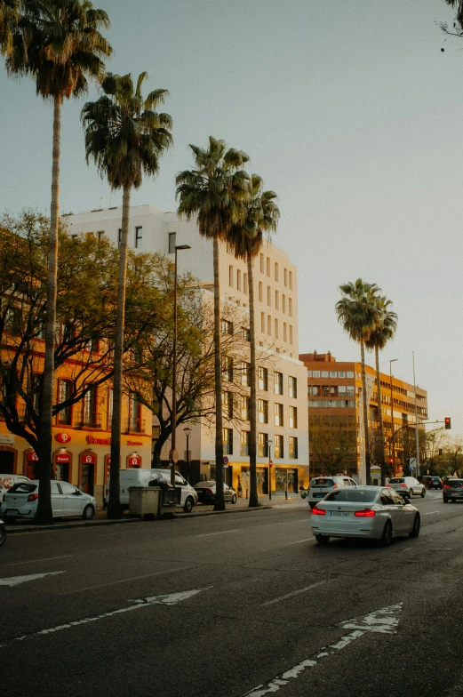 traffic in front of some palm trees in the city