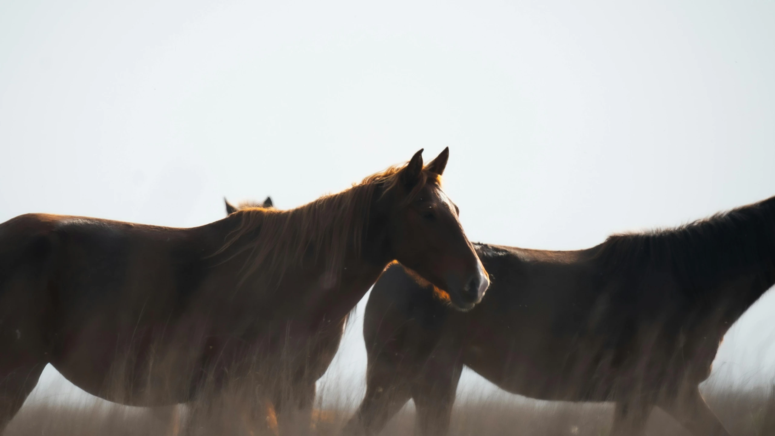 a couple of brown horses standing next to each other