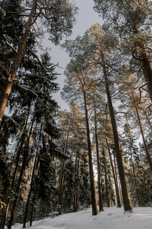 trees with snow on the ground and one standing on a hill