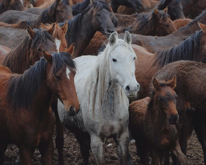 herd of horses in muddy looking environment at dusk