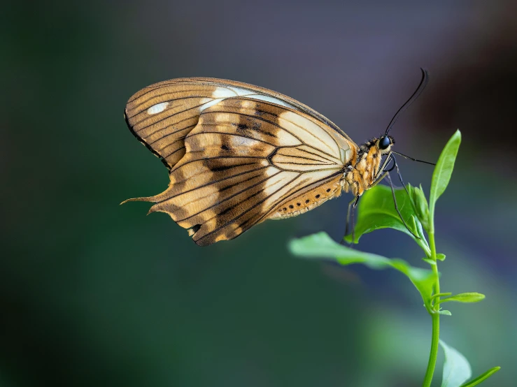 a erfly sitting on top of a green leaf