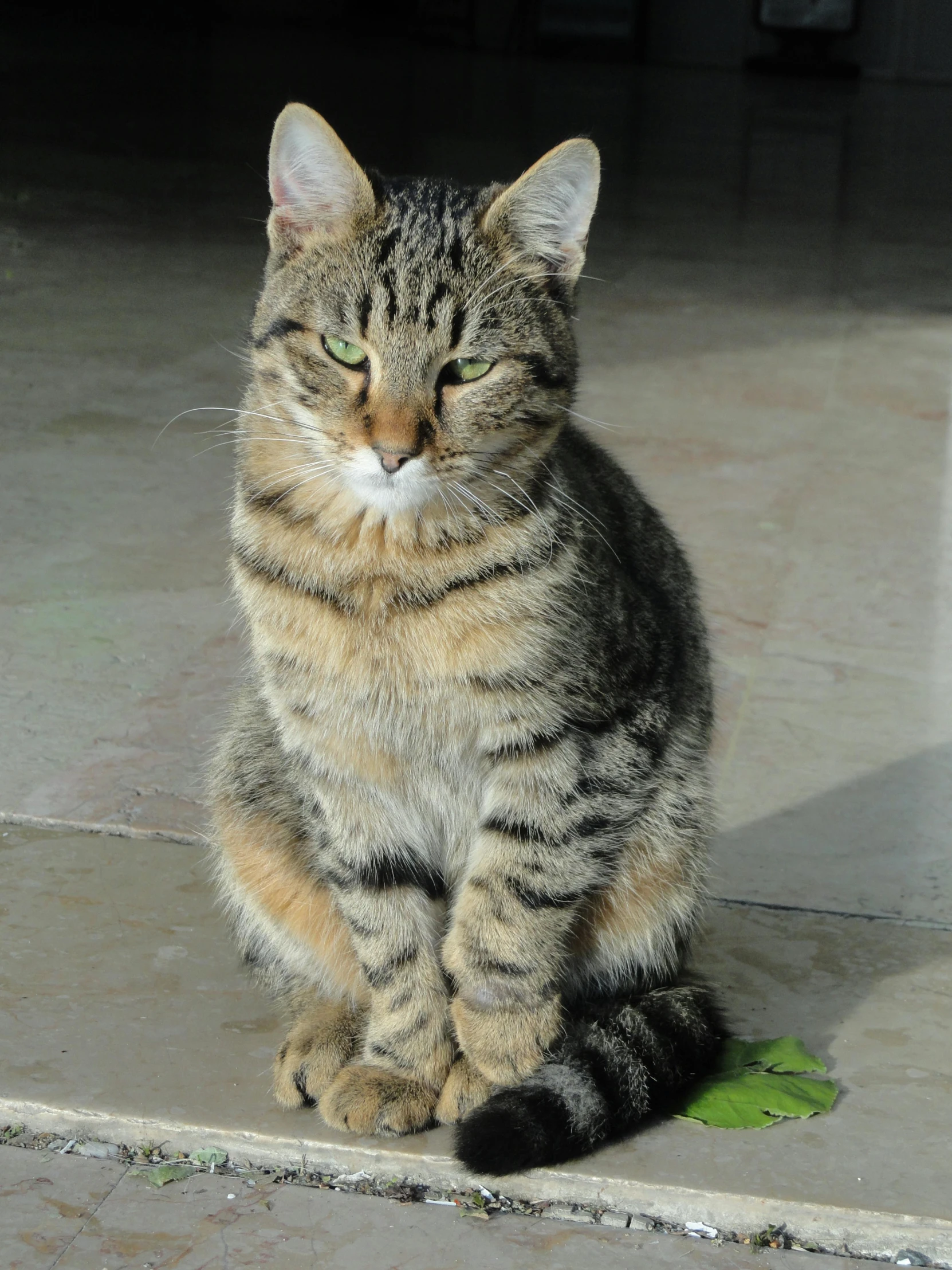 a cat that is sitting down on the ground