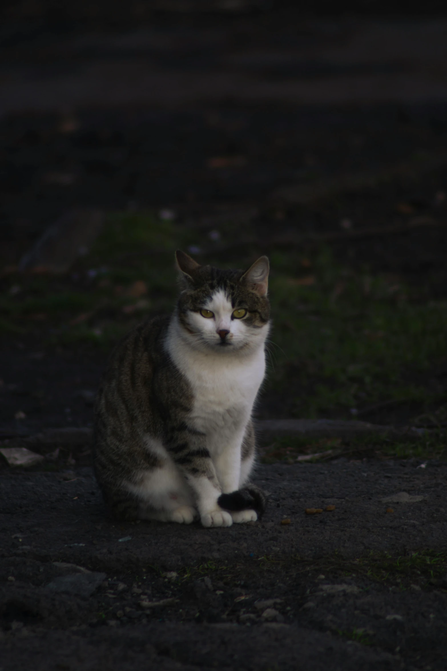 a cat sits on the ground in the dark