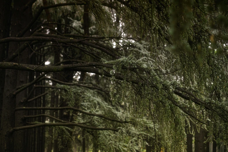 the road is lined with many tall trees