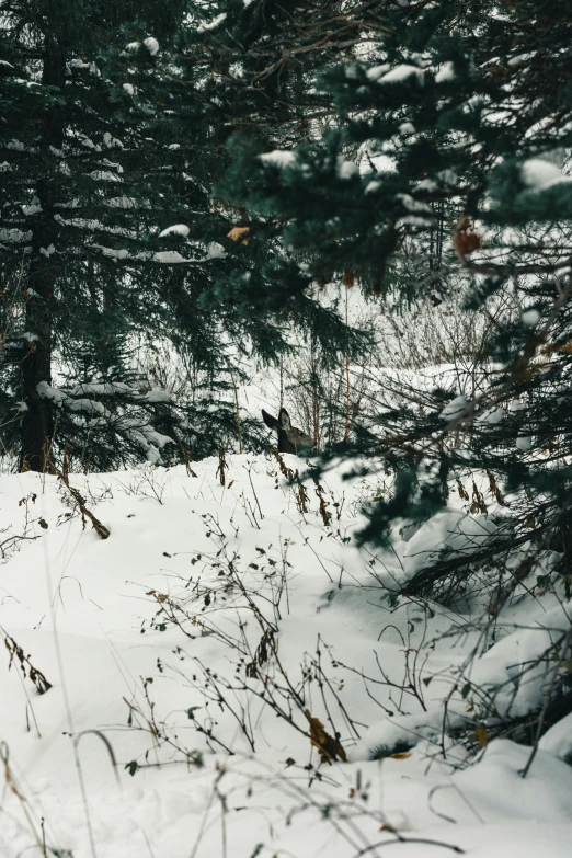 a person riding skis on a snow covered slope