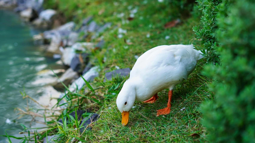 a duck is smelling the grass beside a stream