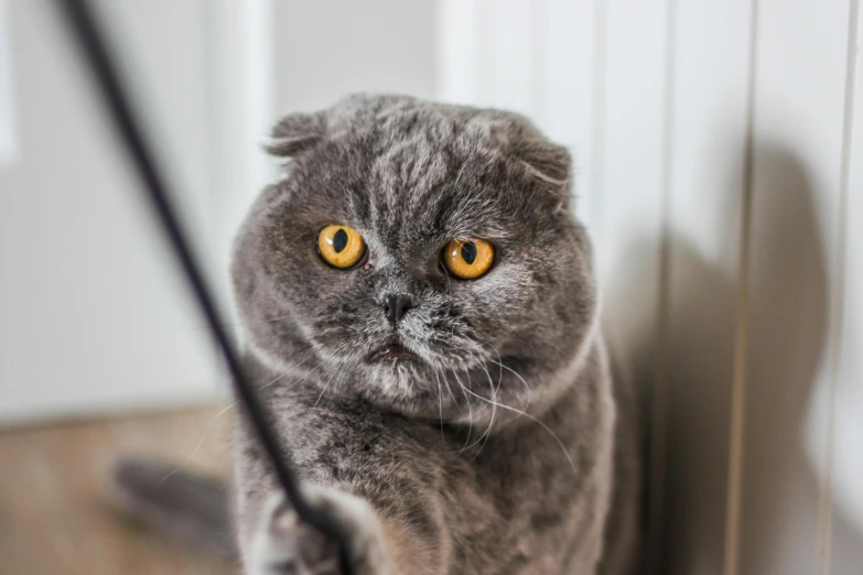 the grey cat is staring with an intense look