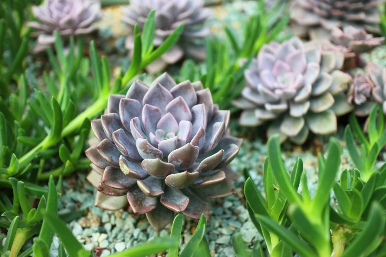 the succulents are growing in the small patches of grass