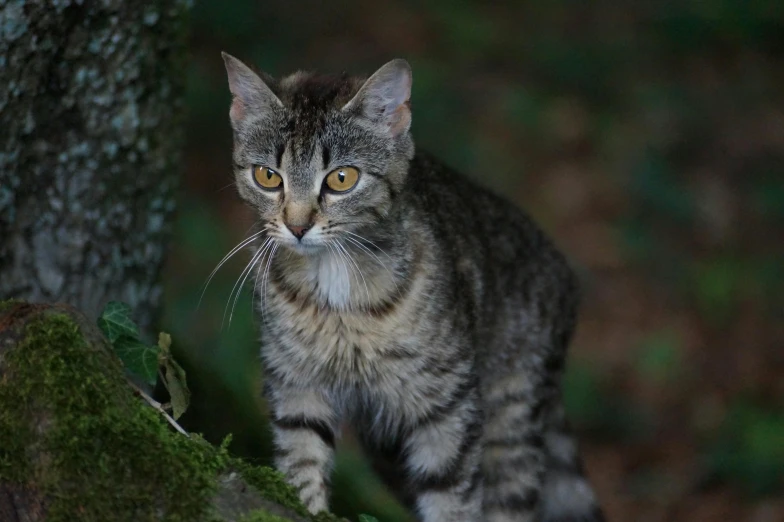 there is a grey tabby cat standing by the tree