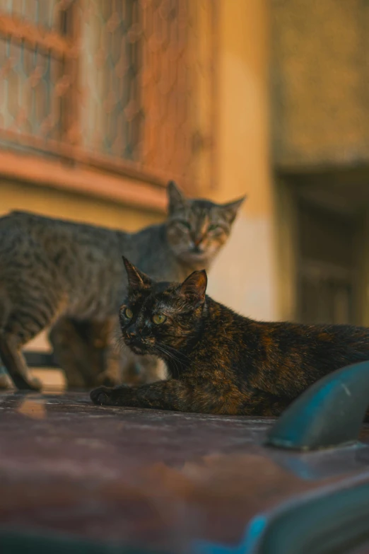 two cats one is striped, the other brown and black