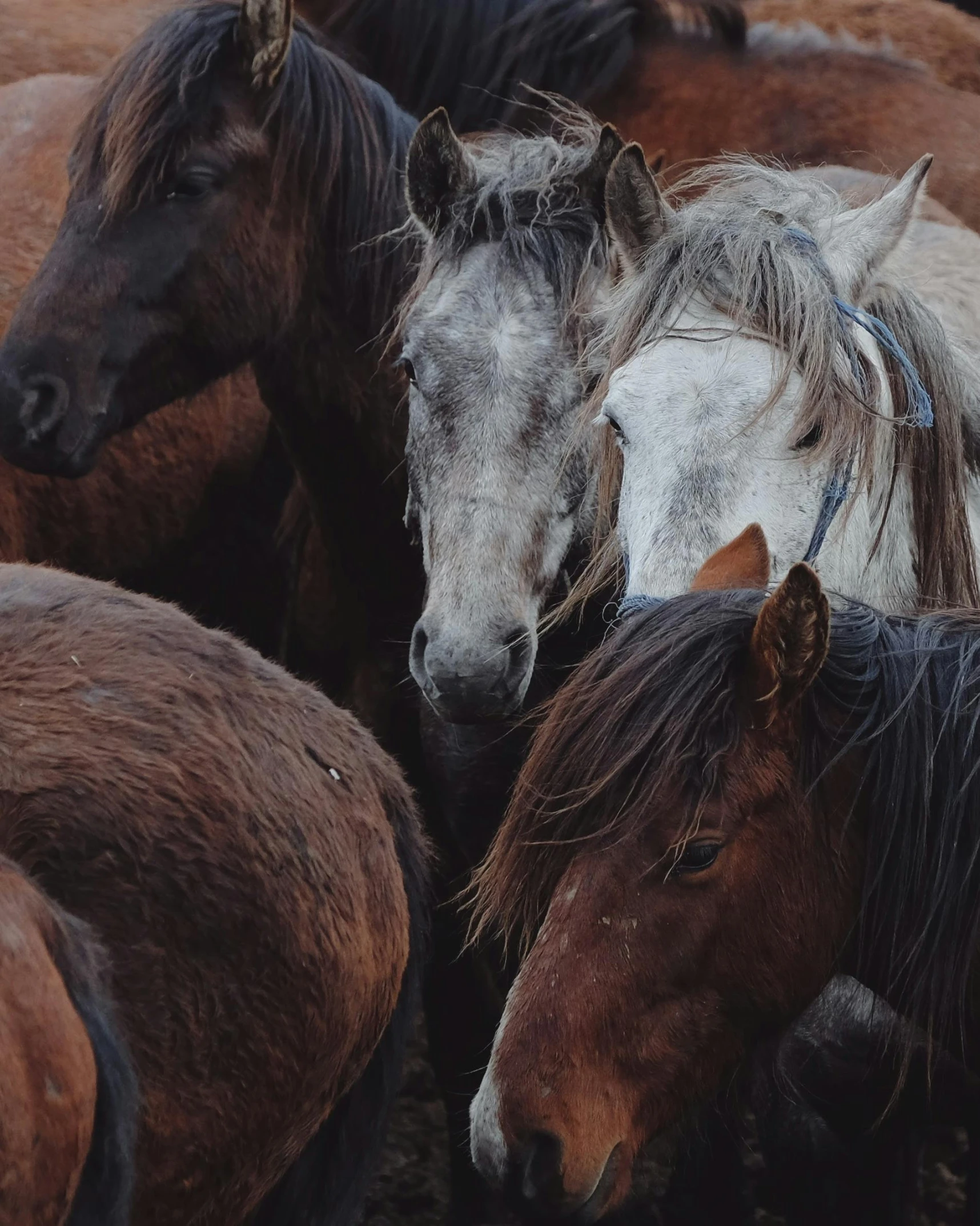 a group of horses with a herd of them's heads turned to look at soing