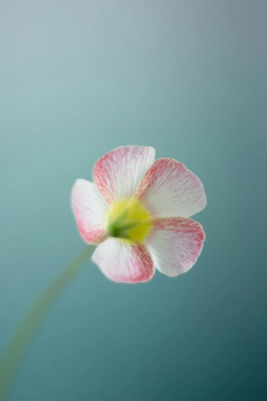 a small flower with a thin stem standing up