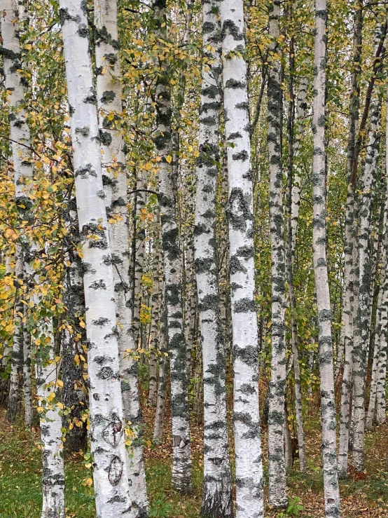 an image of the woods with many trees