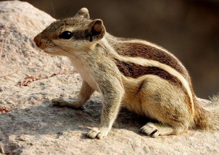 the chipmun is on a rock and staring straight ahead