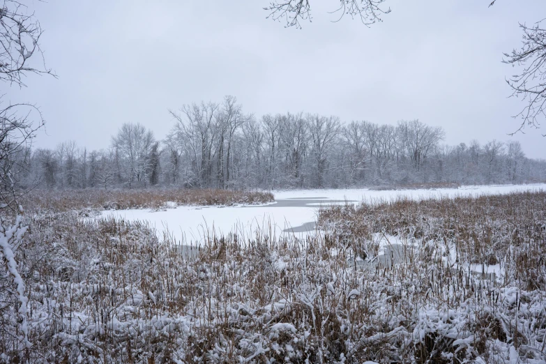 a small pond and grass covered with snow