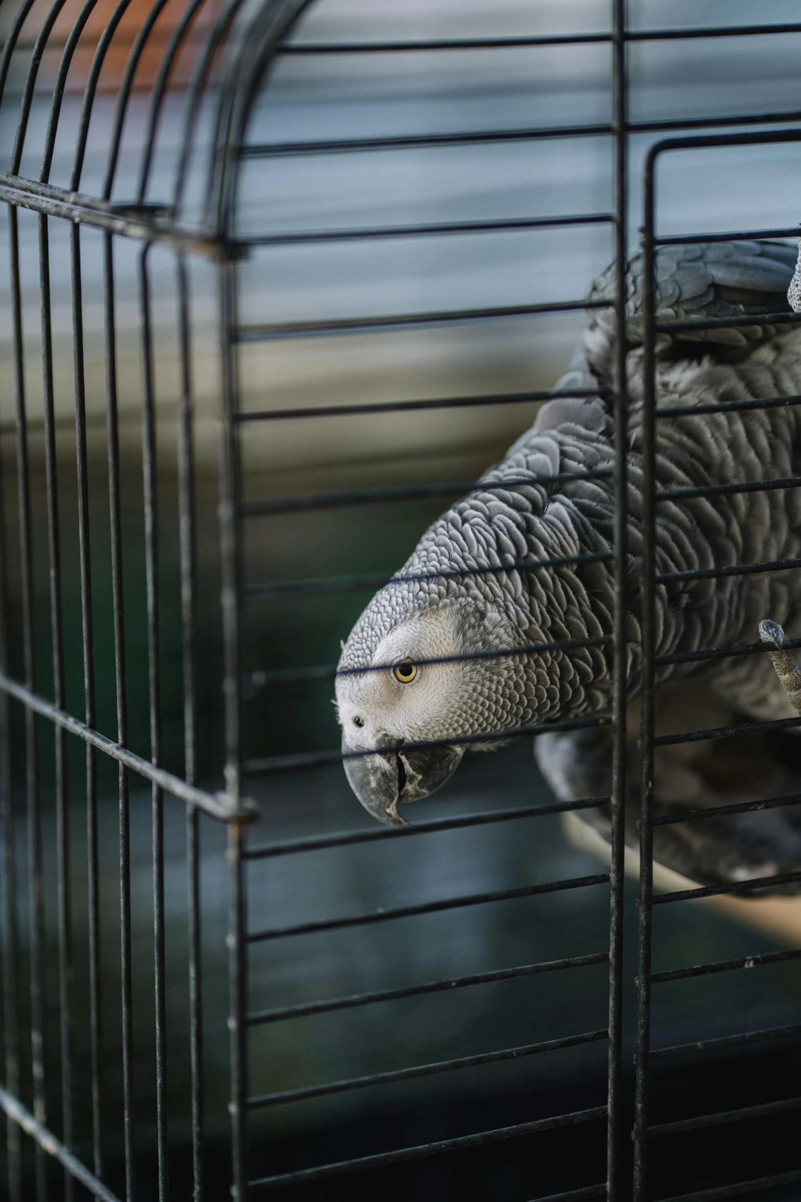 a parrot is sitting in its cage and eating soing