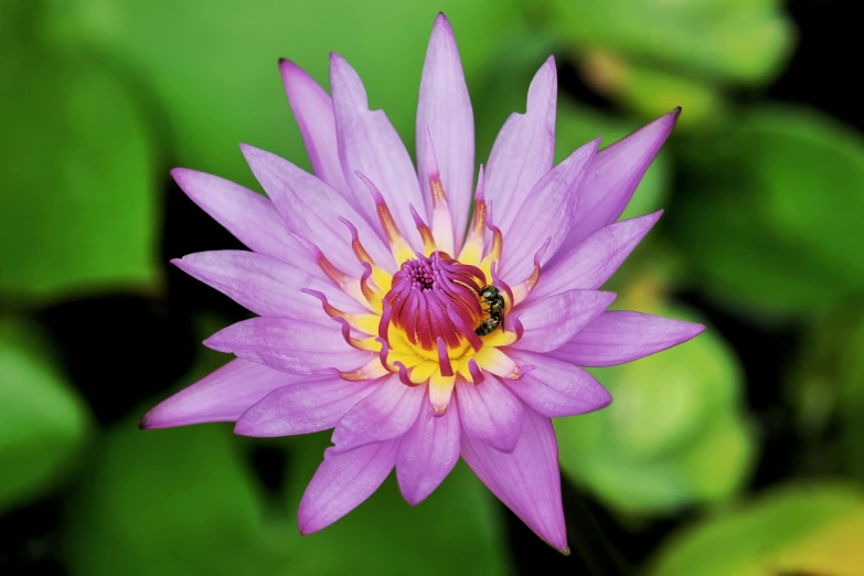 a bee is standing on a purple water lily