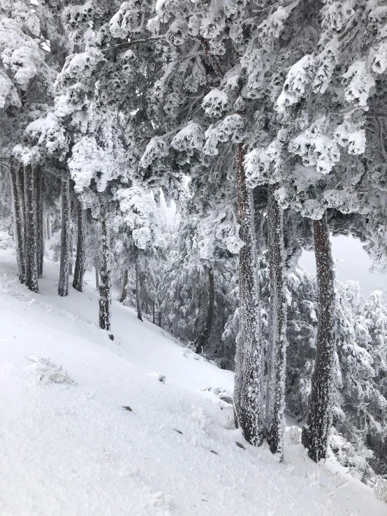 the snow has been falling and trees are in full growth