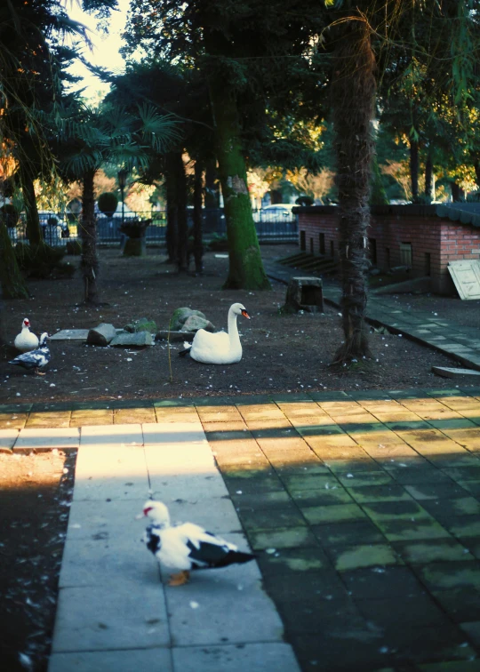 some birds sitting and standing around in the park