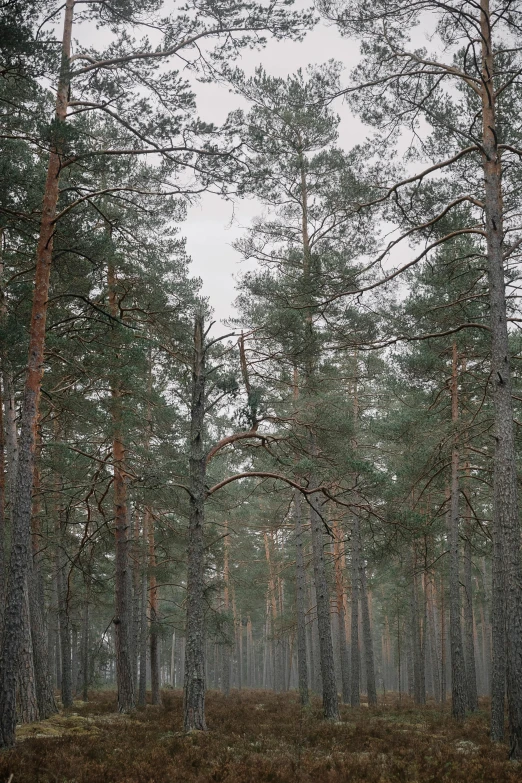 a forest scene with several large trees and a grassy field