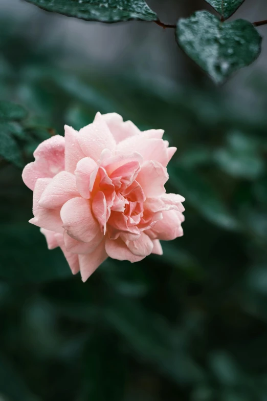 a pink rose blossom with its petals still blooming