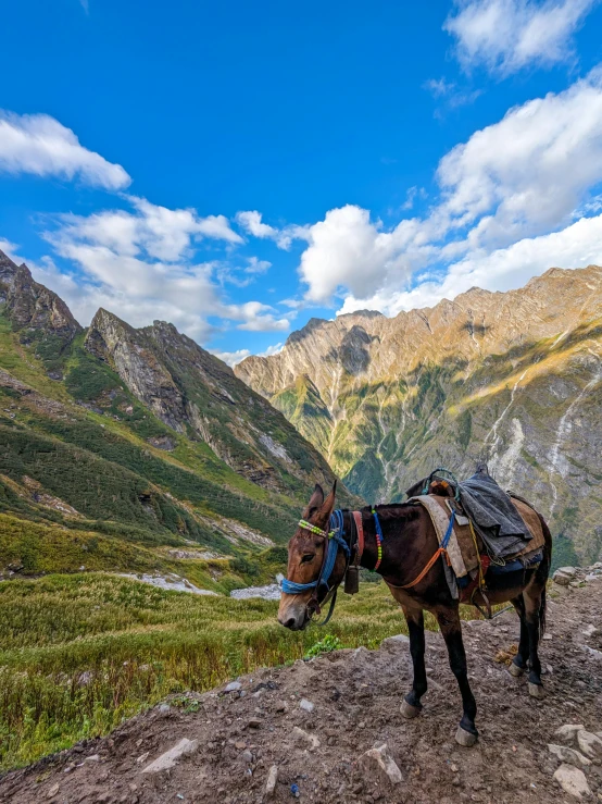 the two donkeys are tied up in front of the mountains