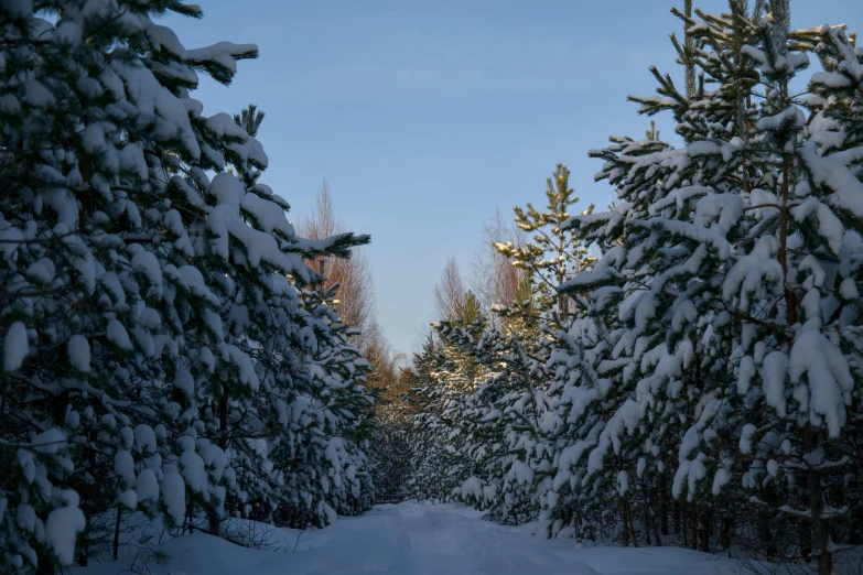 several trees and snow all along the road