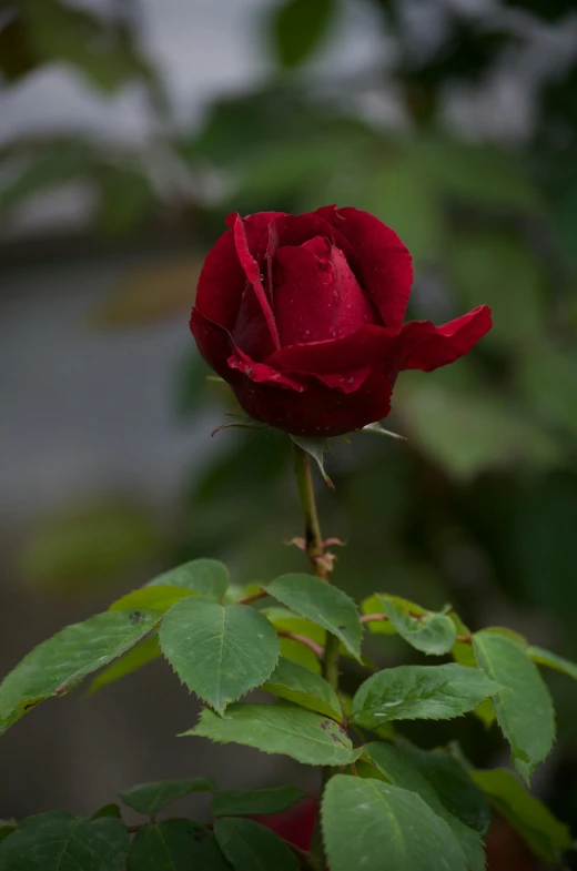 a close - up of a single red rose in the foreground