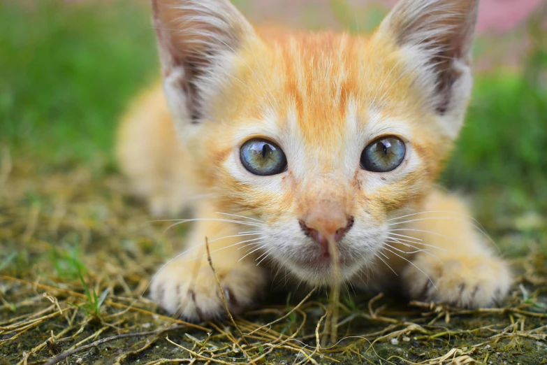 a small, orange kitten lies on a grassy field