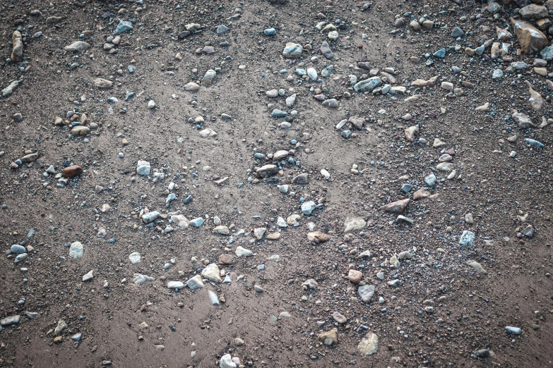 a group of rocks and shells are on the sand