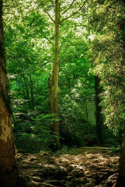 sunlight filters through trees in a wooded area