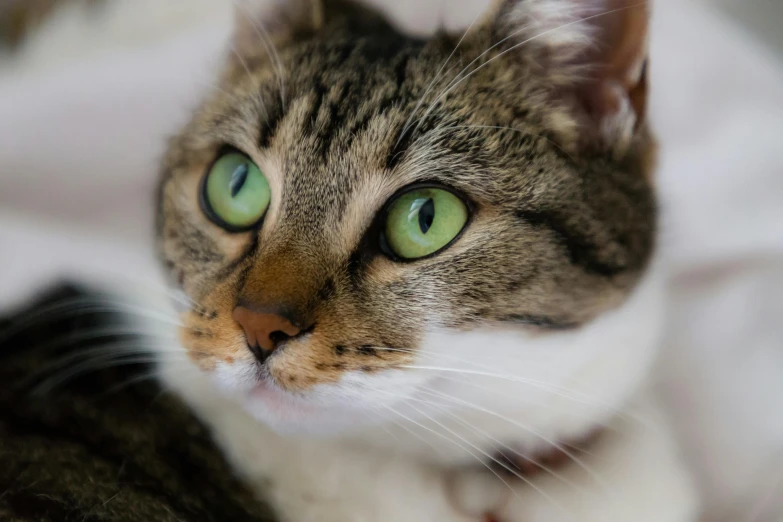 a brown and black cat with bright green eyes